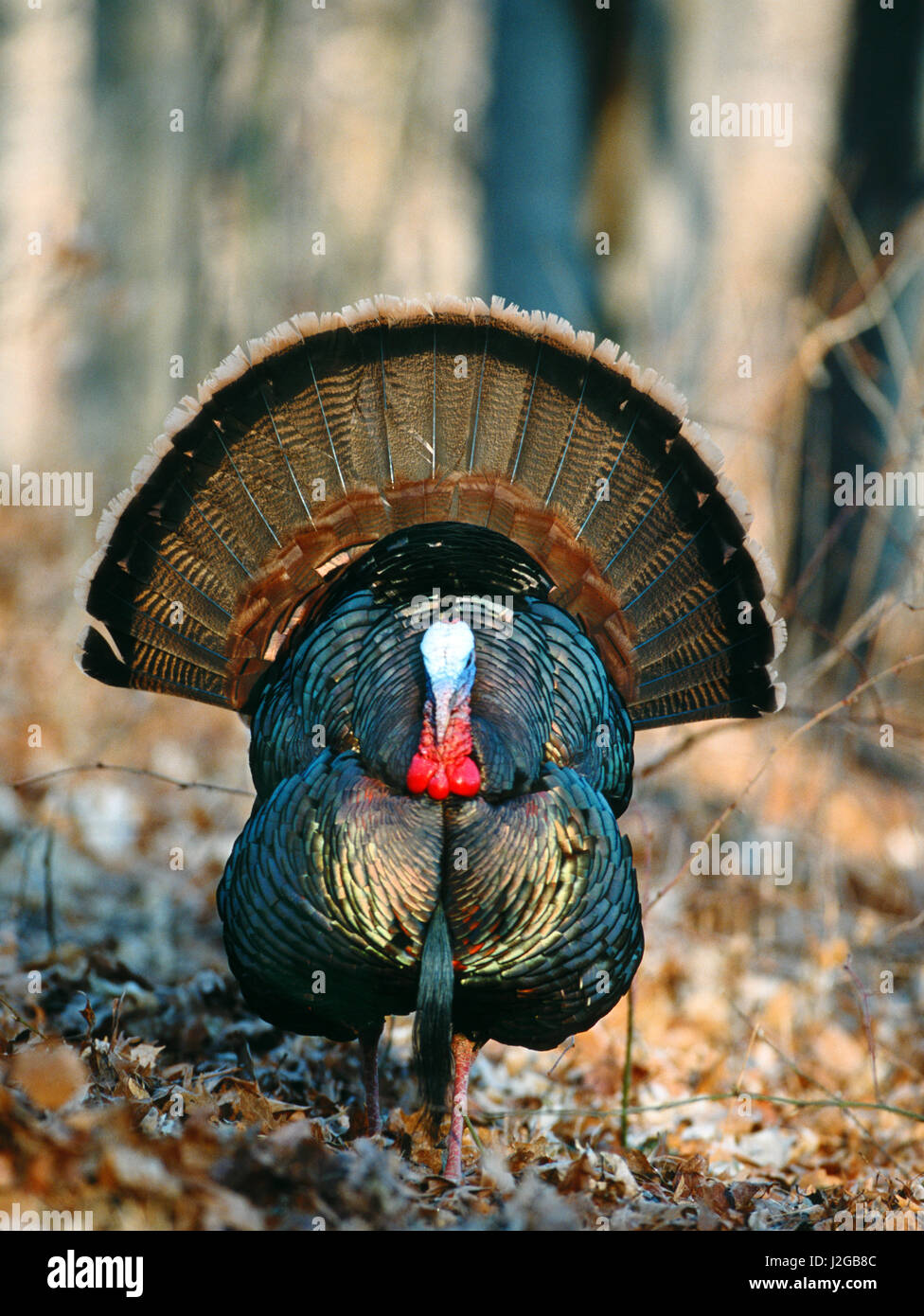 Eastern Wild Turkey (Meleagris gallopavo) male gobbler strutting