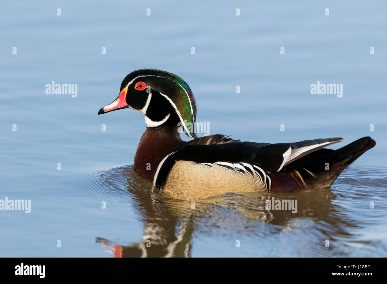 Wood Duck (Aix sponsa) male in wetland, Marion County, Illinois Stock Photo