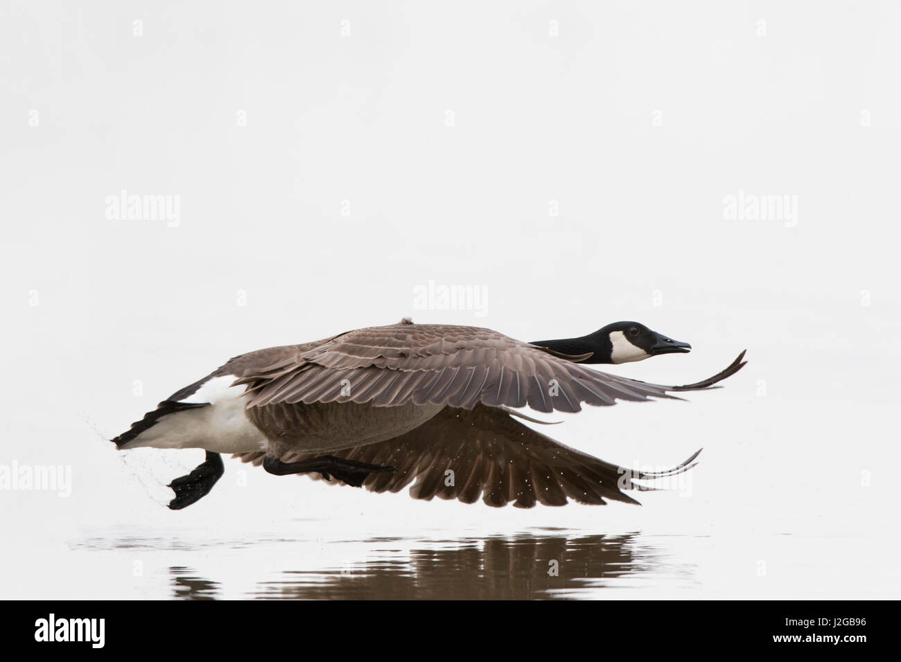 Canada Goose (Branta canadensis) in flight, Marion County, Illinois Stock Photo