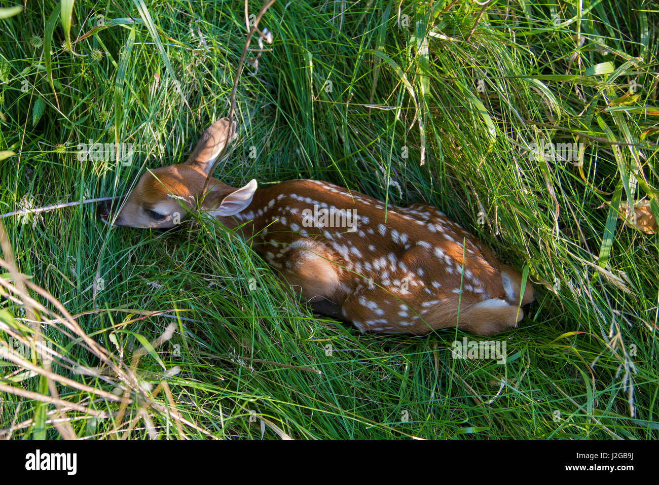White-tailed Deer (Odocoileus virginianus) fawn in grass, Marion County, Illinois Stock Photo