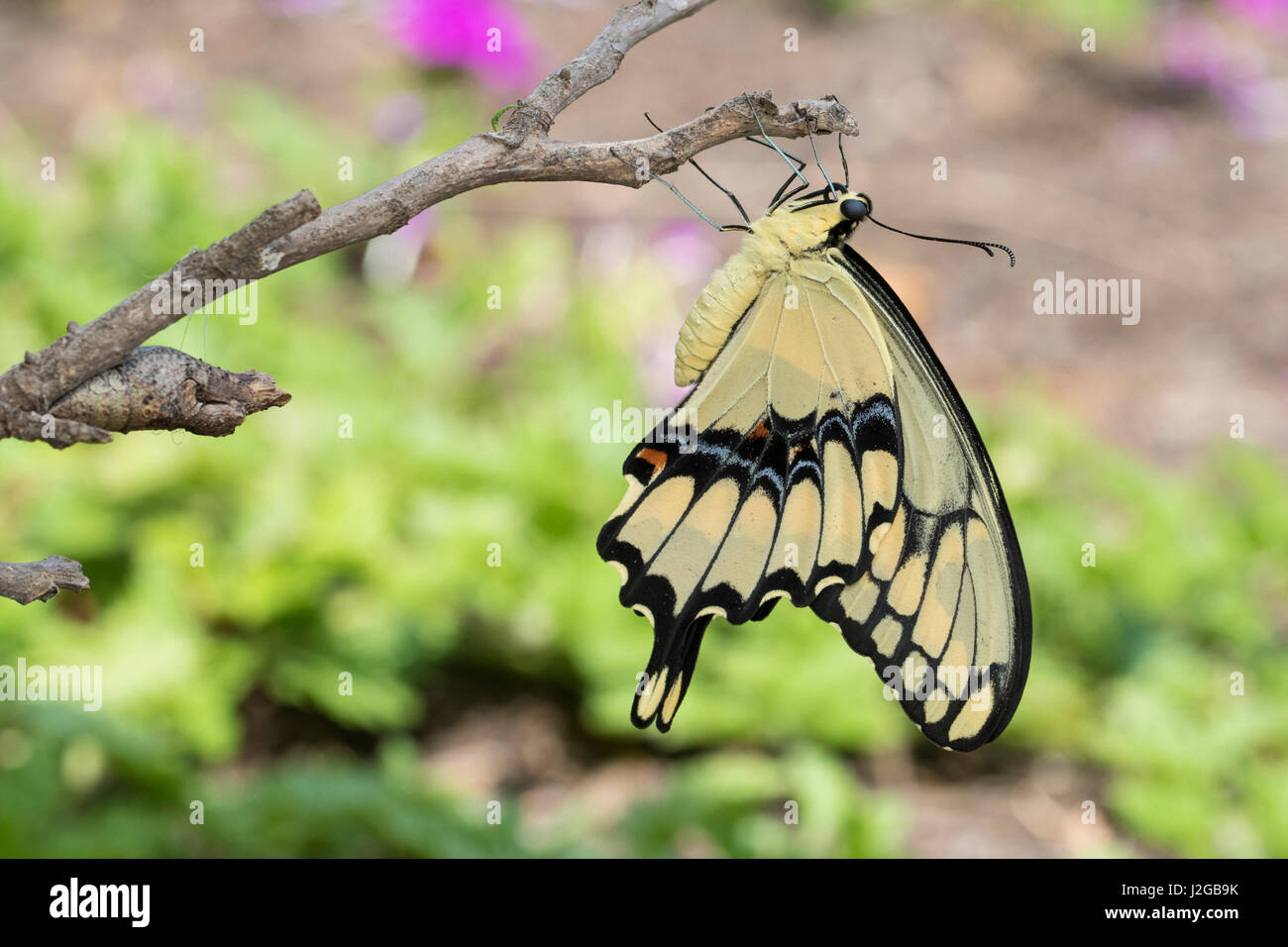 Giant Swallowtail butterfly (Papilio cresphontes) newly emerged near chrysalis, Marion County, Illinois Stock Photo