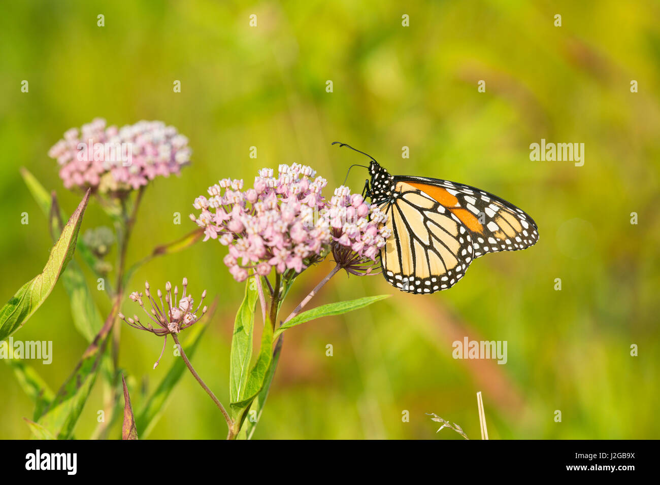 Monarch Butterfly (Danus plexippus) on Swamp Milkweed (Asclepias incarnata), Marion County, Illinois Stock Photo