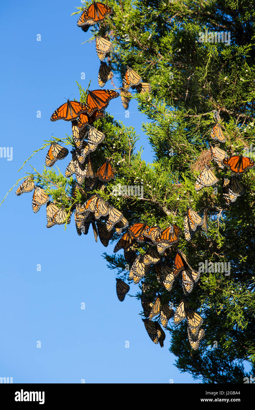 Monarch Butterflies (Danus plexippus) roosting in Eastern Red Cedar (Juniperus virginiana) Prairie Ridge State Natural Area, Marion County, Illinois Stock Photo