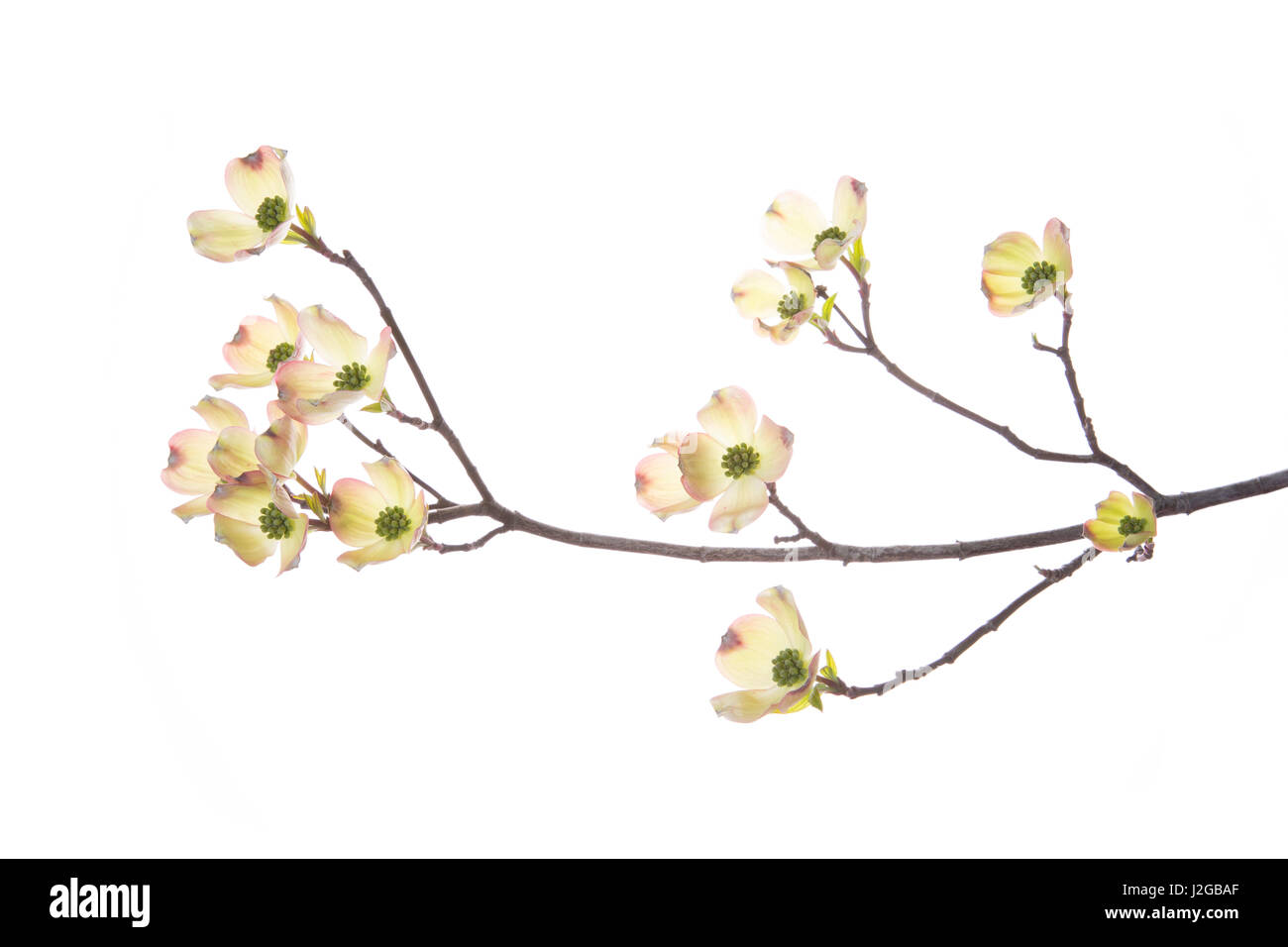 Flowering Dogwood (Cornus Florida) branch on white background, Marion County, Illinois Stock Photo