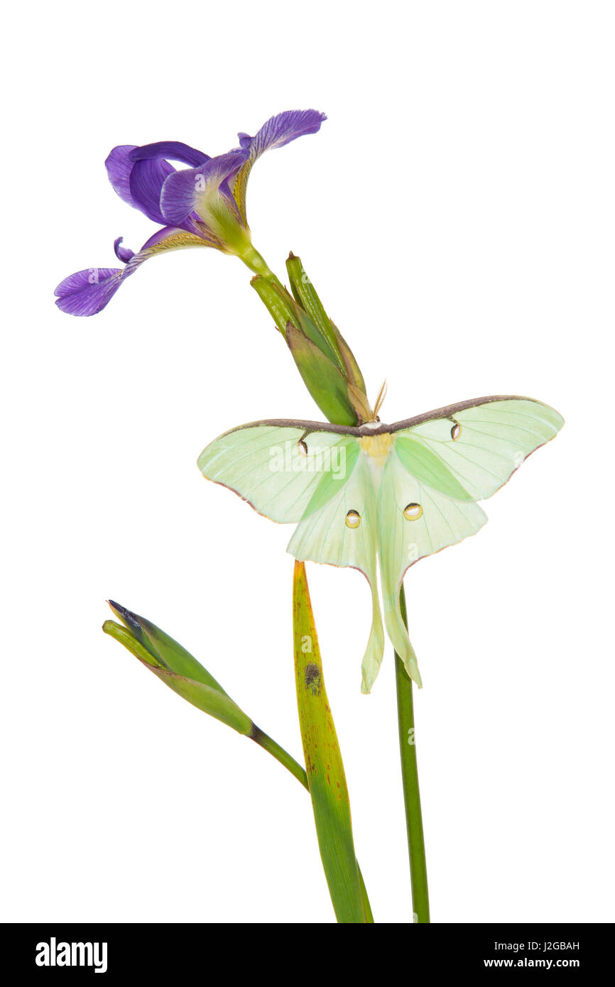 Luna Moth (Actias luna) on Blue Flag Iris (Iris versicolor) on white background, Marion County, Illinois Stock Photo