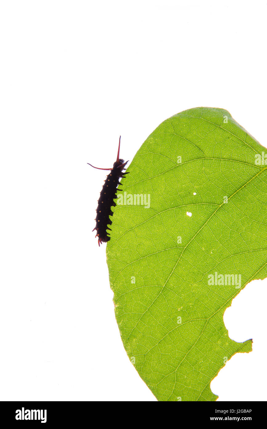 Pipevine Swallowtail Caterpillar (Battus philenor) eating Dutchman's Pipevine on white background, Marion County, Illinois Stock Photo