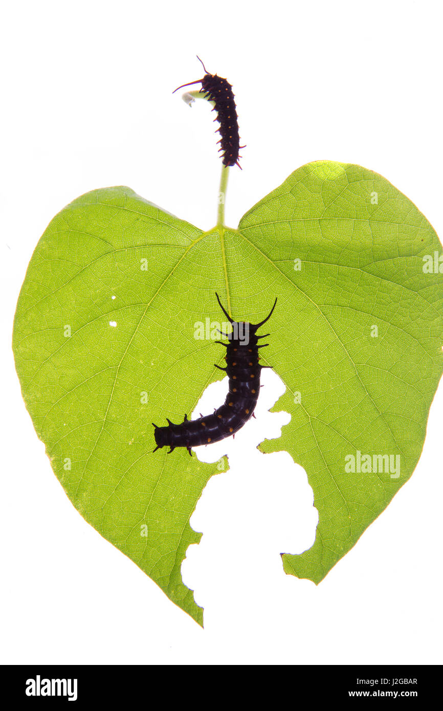 Pipevine Swallowtail Caterpillar (Battus philenor) eating Dutchman's Pipevine on white background, Marion County, Illinois Stock Photo