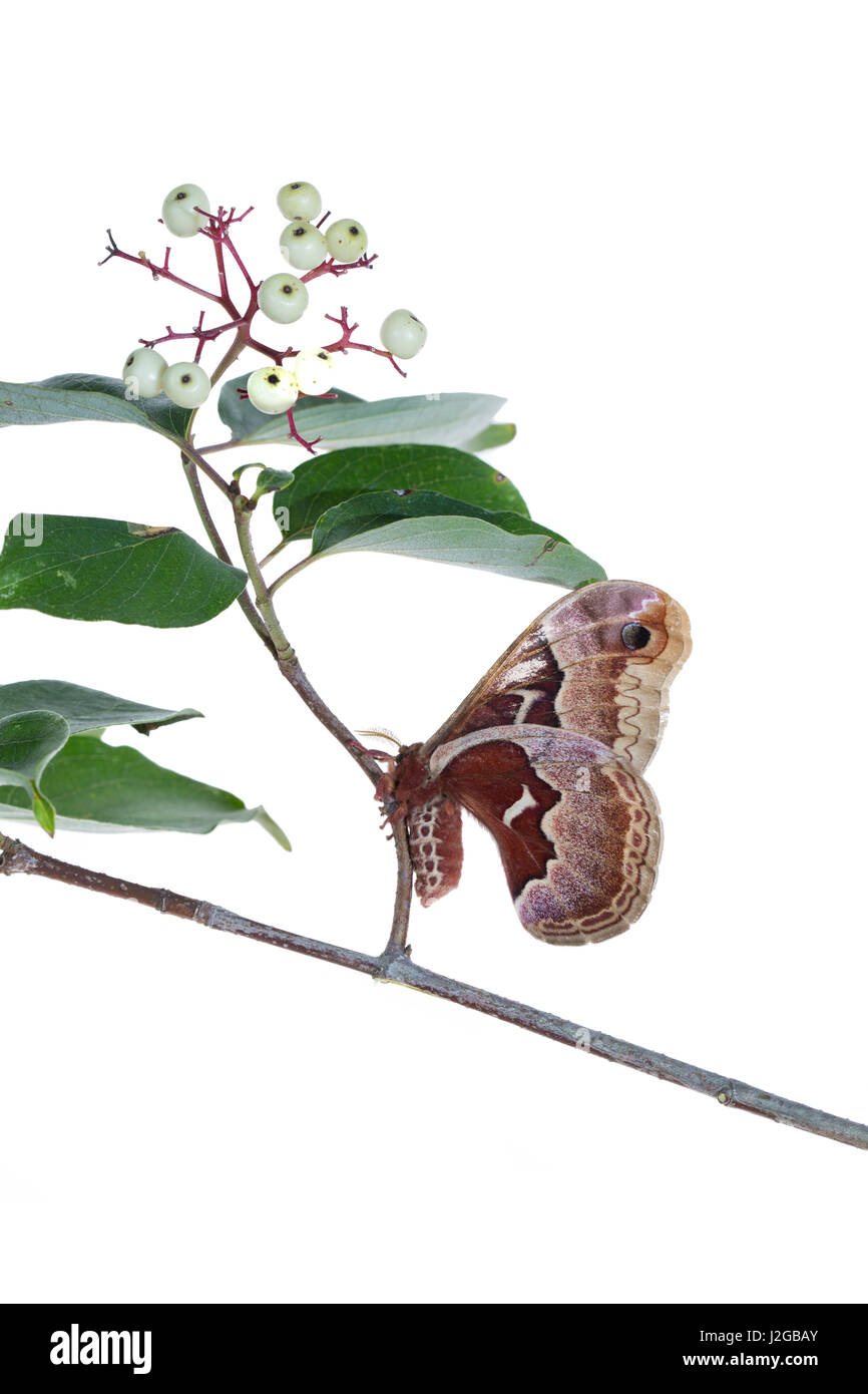Promethea Moth (Callosamia promethea) female on Gray Dogwood (Cornus racemosa) on white background, Marion Stock Photo