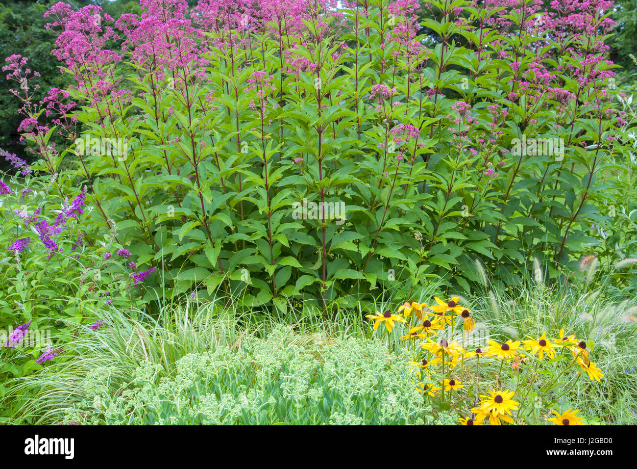 Sedum, Black-eyed Susans (Rudbeckia hirta), Joe Pye Weed (Eutrochium purpureum) in flower garden, Marion County, Illinois (PR) Stock Photo