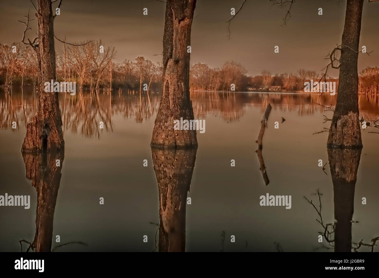USA, West Lafayette, Indiana, Hadley Lake trees Stock Photo Alamy