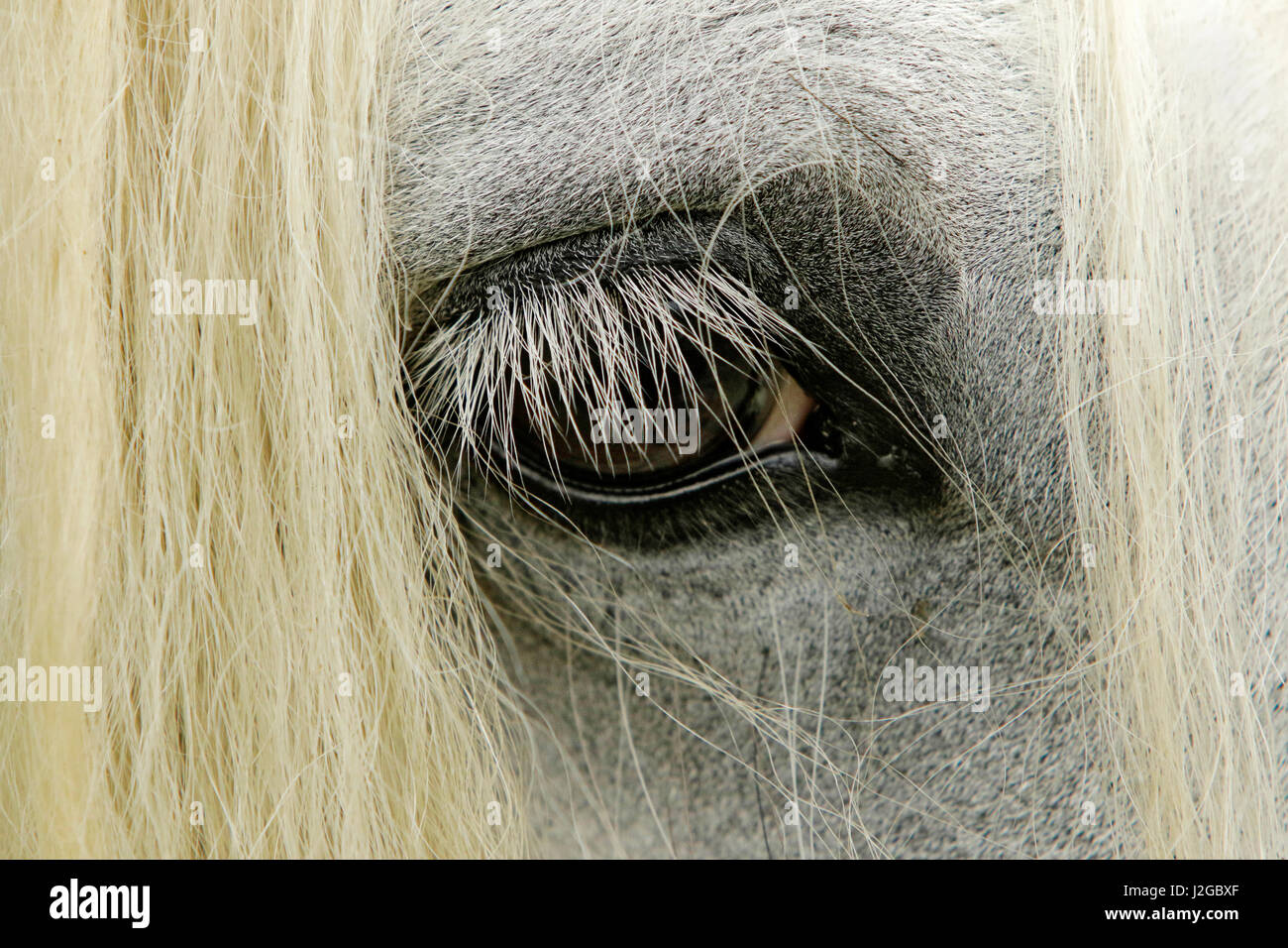 Close-up details of Gypsy Vanner horse eyeball, Crestwood, Kentucky Stock Photo