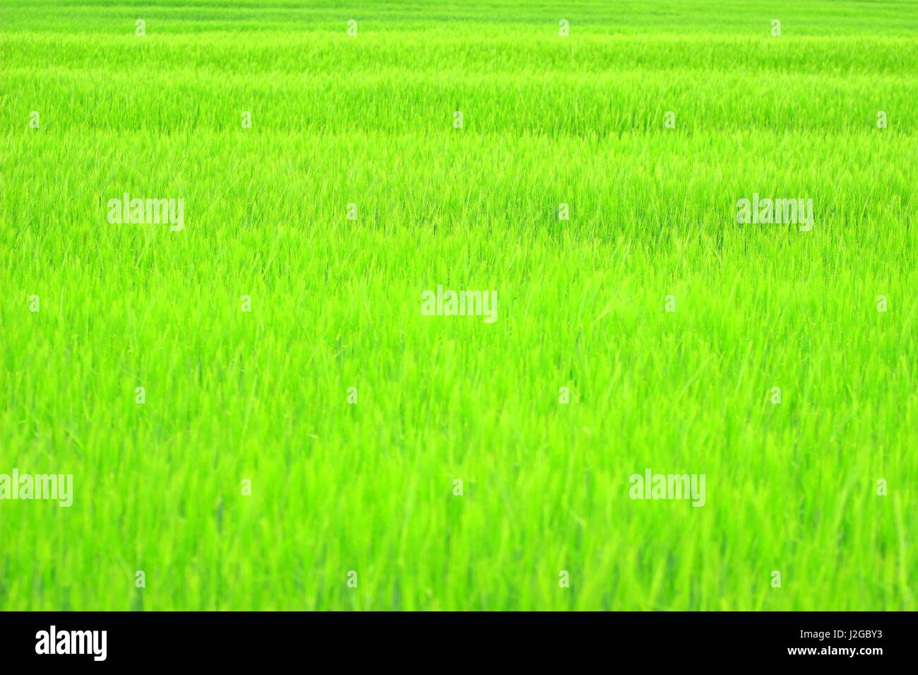 Green wheat field Stock Photo