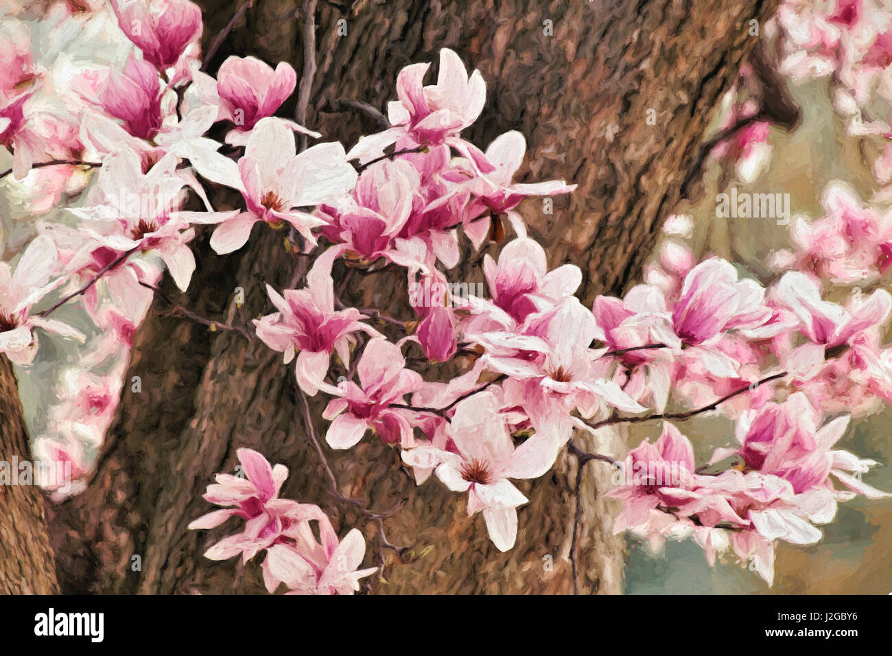 Yulan Magnolia tree blossoms, Louisville, Kentucky Stock Photo Alamy