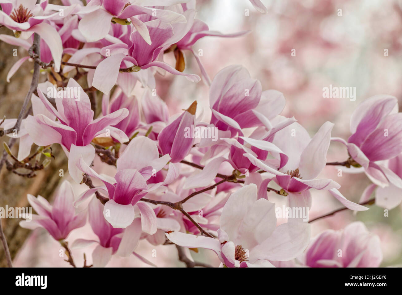 Yulan magnolia tree blossoms hires stock photography and images Alamy