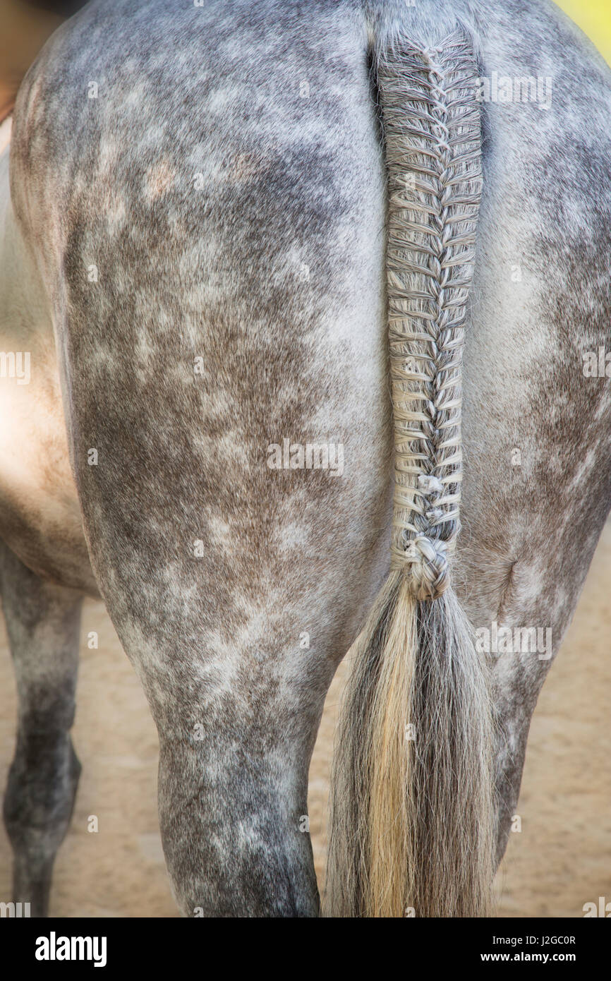 Lexington braided horse tail hires stock photography and images Alamy