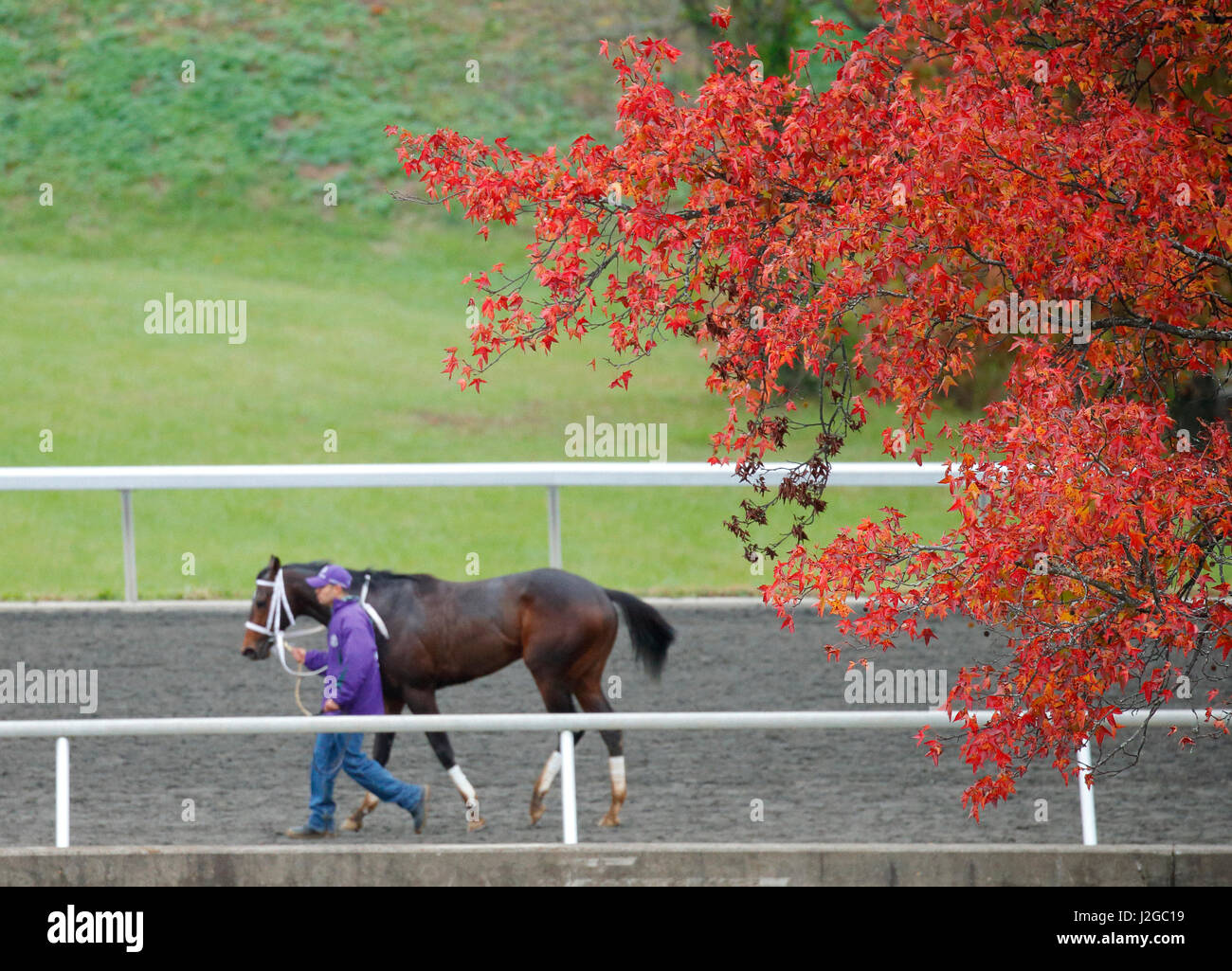 Horse being lead hires stock photography and images Alamy