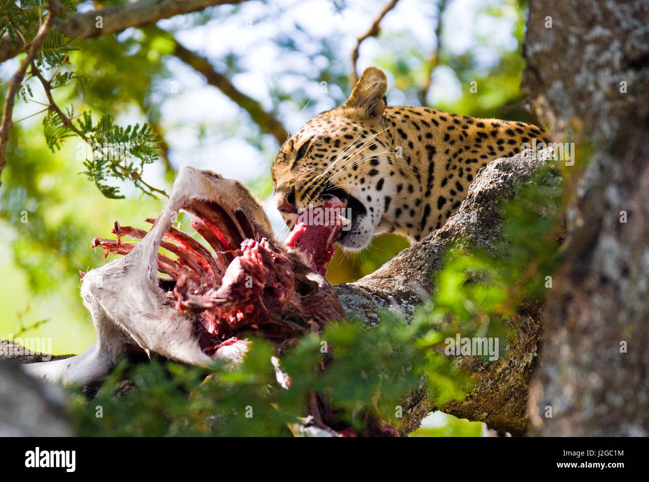 Leopard is eating prey on the tree. National Park. Kenya. The Tanzania. Maasai Mara. Serengeti. Stock Photo