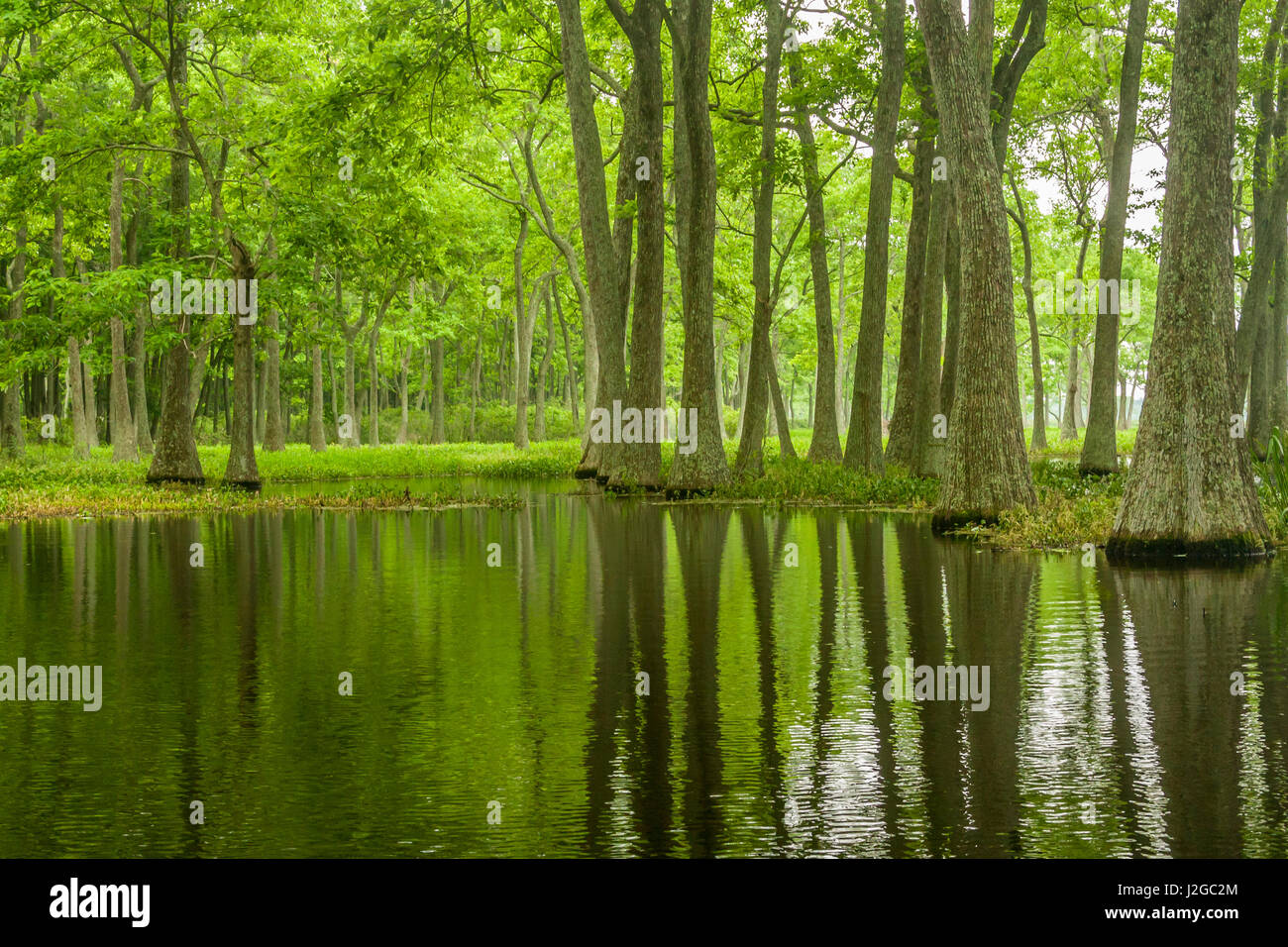 USA, Louisiana, Miller's Lake. Tupelo trees in swamp. Credit as Cathy