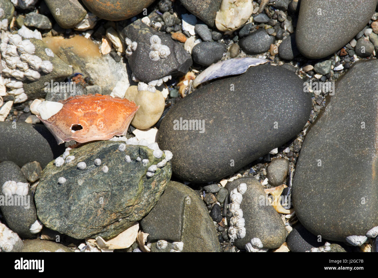 Maine, Bar Harbor. Bar Island, accessed only at low tide by a sand bar that emerges from the ocean. Sandbar detail. Stock Photo
