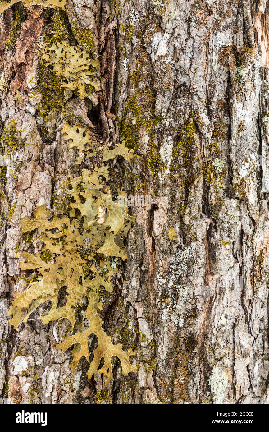 A lichen, Lobaria Pulmonaria, on an old sugar maple tree, Acer Saccharum. This lichen is an indicator for late successional hardwood forest. The tree has been tapped as part of a maple syrup operation in Big Six Township, Maine. Stock Photo