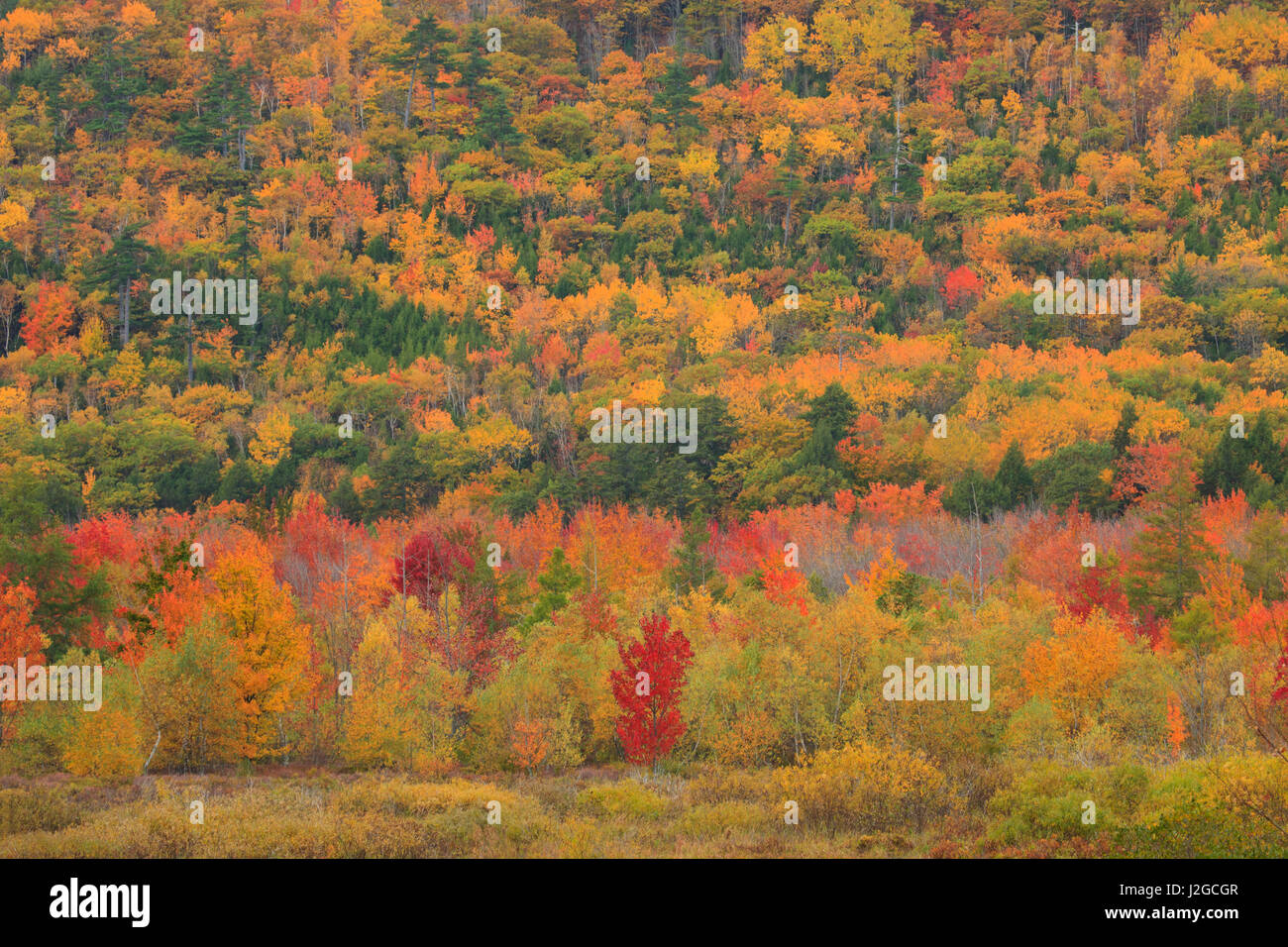 USA, Maine, Acadia National Park, Fall Foliage at Acadia National Park
