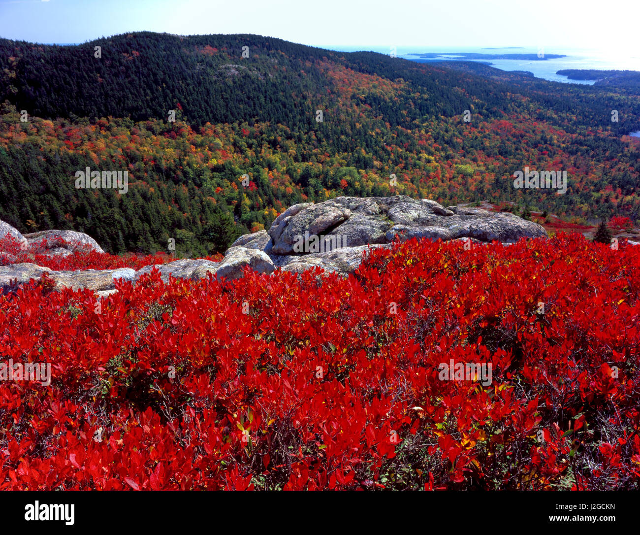 Acadia National Park, Maine. USA. Scarlet foliage of black huckleberry (Gaylussacia baccata) above forest in autumn. View from Bald Peak. Mt. Desert Island. (Large format sizes available) Stock Photo