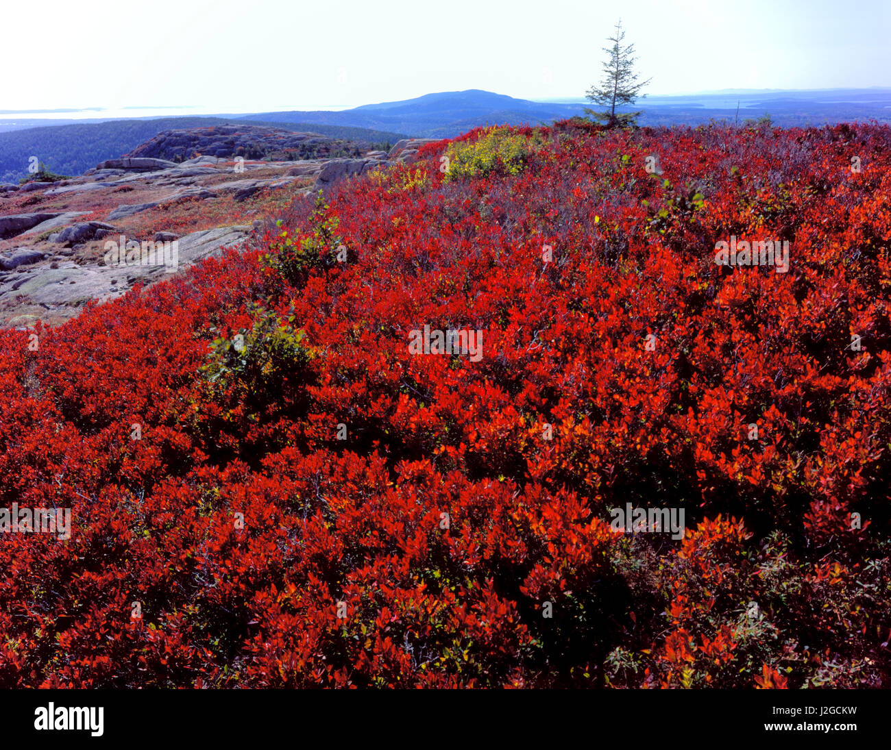 Acadia National Park, Maine. USA. Scarlet foliage of black huckleberry (Gaylussacia baccata) in autumn on Gilmore Peak. Mt. Desert Island. (Large format sizes available) Stock Photo