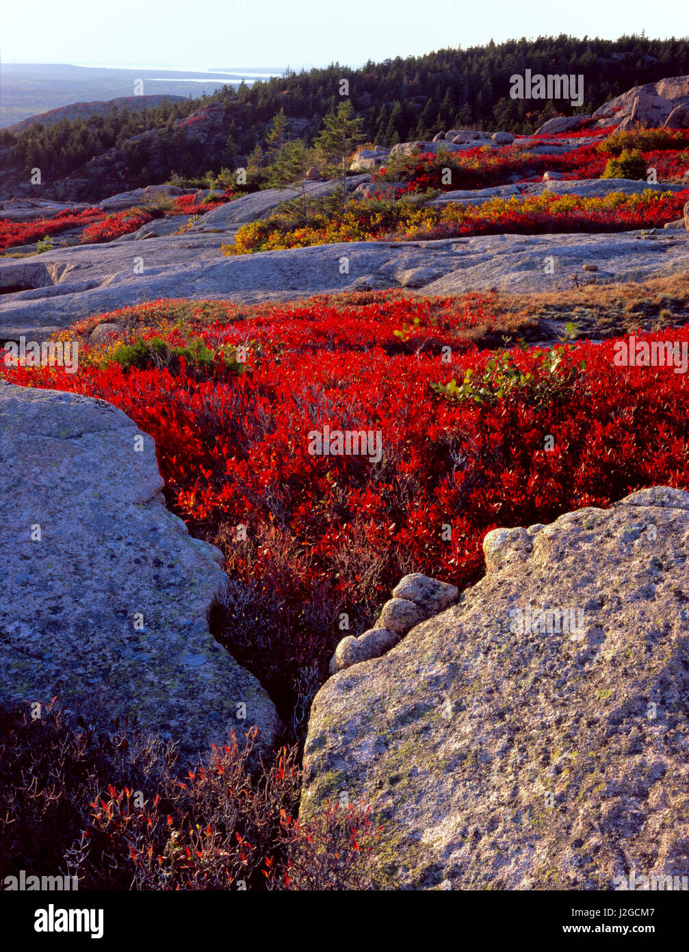 Acadia National Park, Maine. USA. Granite bedrock and scarlet foliage of black huckleberry (Gaylussacia baccata) in autumn. Penobscot Mountain. Mt. Desert Island. (Large format sizes available) Stock Photo