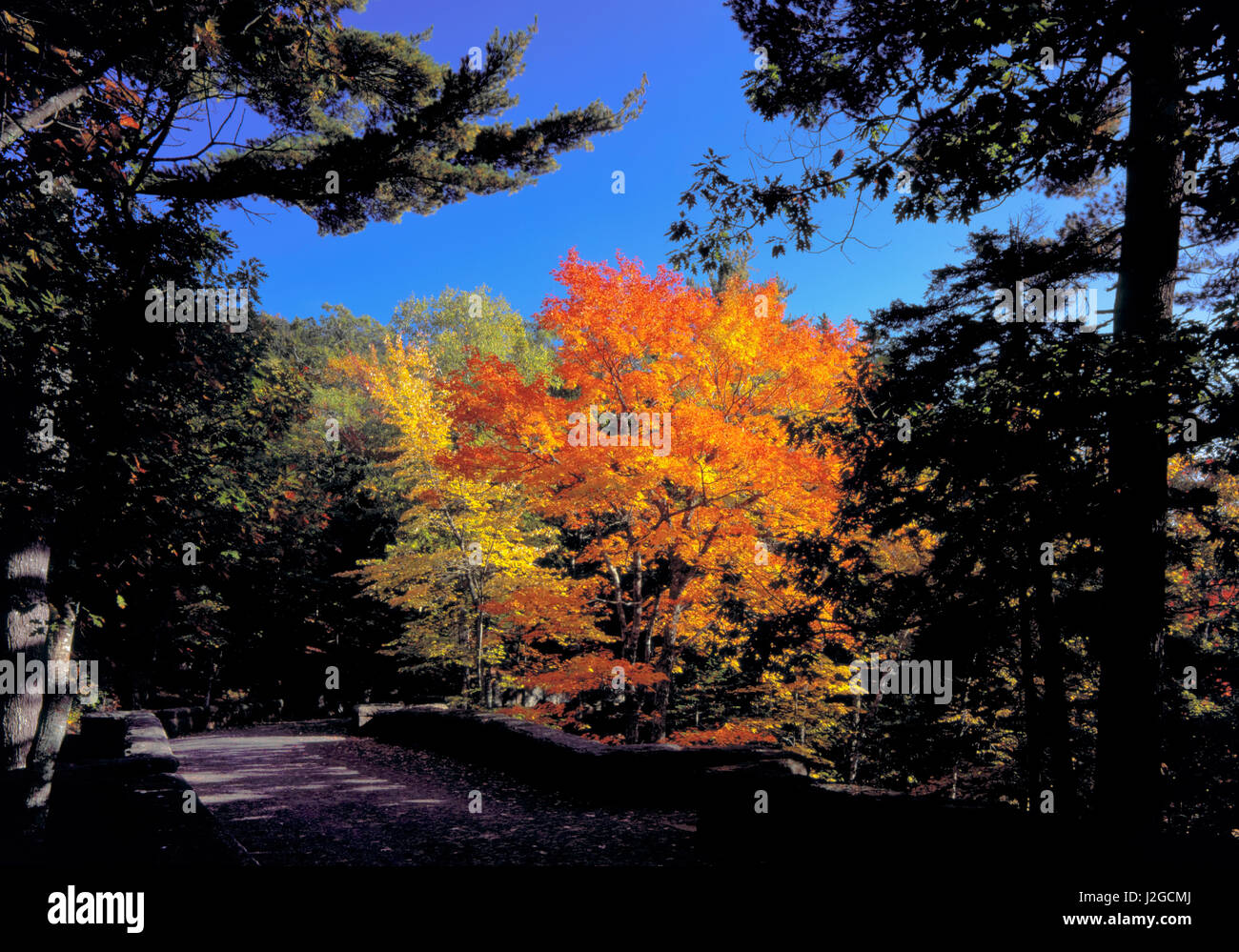 Maple Trees In Maine Stock Photos & Maple Trees In Maine Stock Images