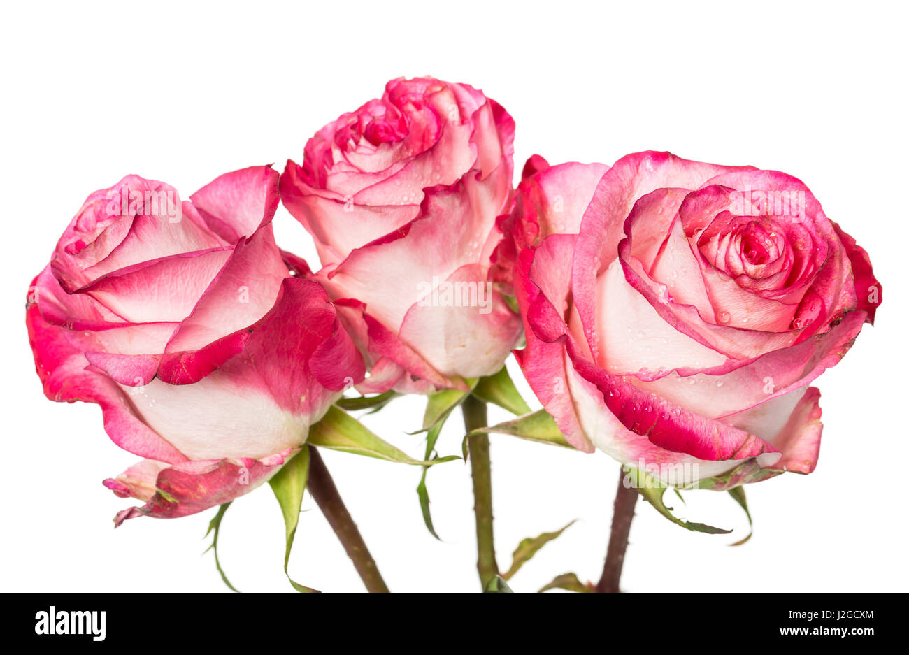 Fresh pink roses  on a white background Stock Photo