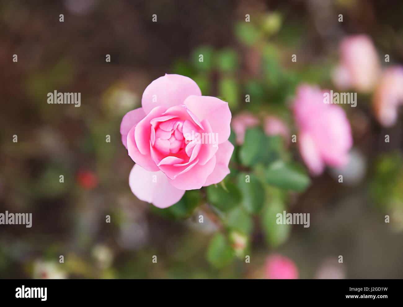 Perfect pink Roses in the garden Stock Photo - Alamy