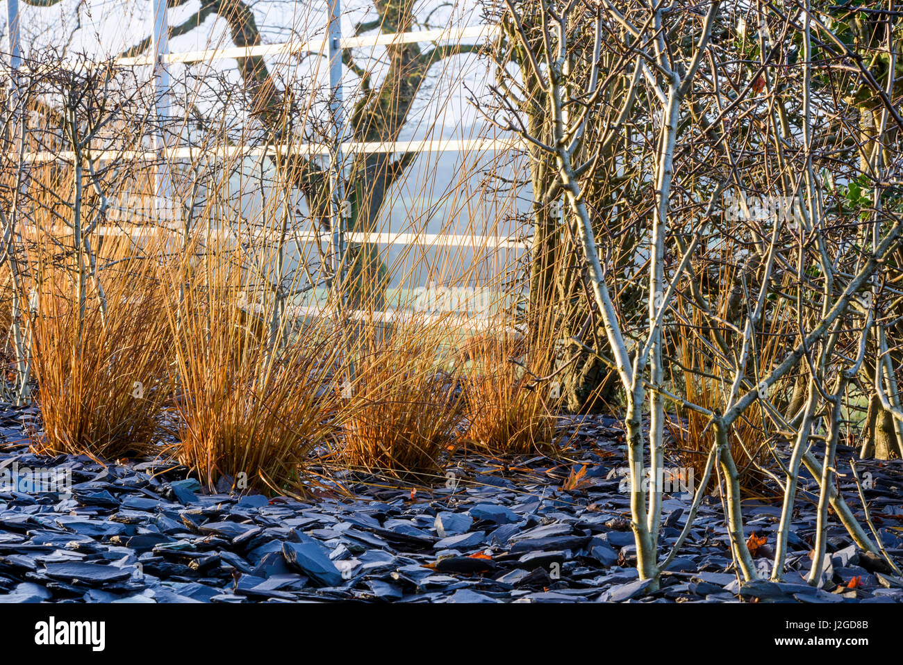 Sunny winter close-up of beautiful private garden corner, Yorkshire, England, UK - herbaceous border, slate chippings, plants & ornamental grasses. Stock Photo