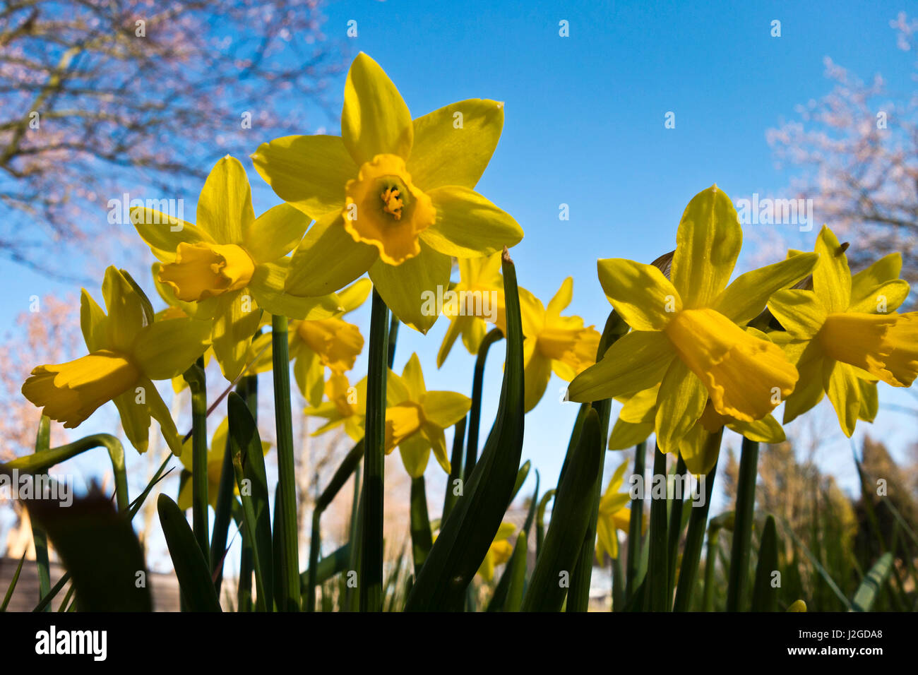 yellow Daffodils flowers in a garden Stock Photo