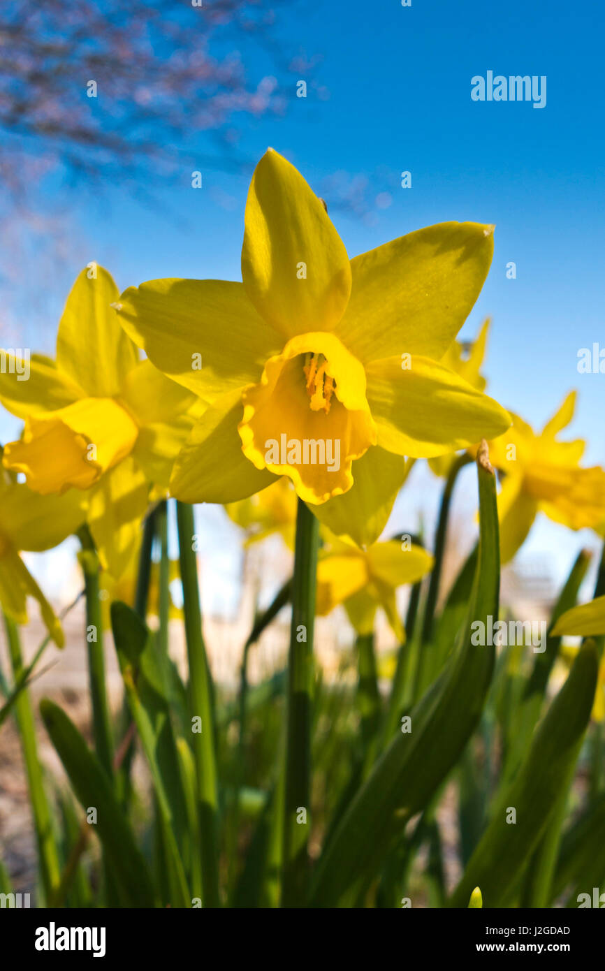 yellow Daffodils flowers in a garden Stock Photo