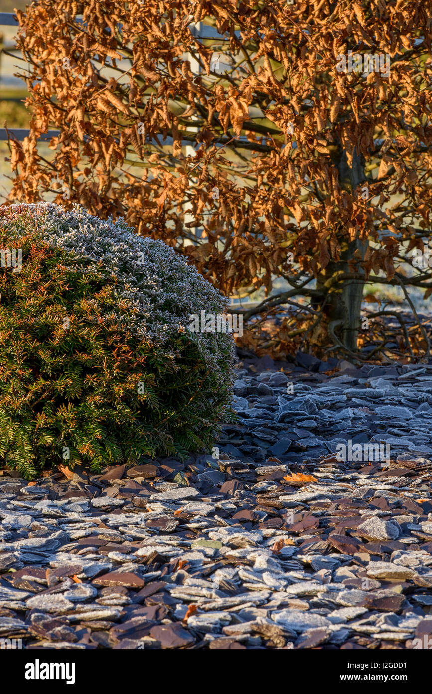 Winter close-up of frost on slate chippings & planting on herbaceous border (clipped yew ball & hornbeam) - private garden, Yorkshire, England, UK. Stock Photo