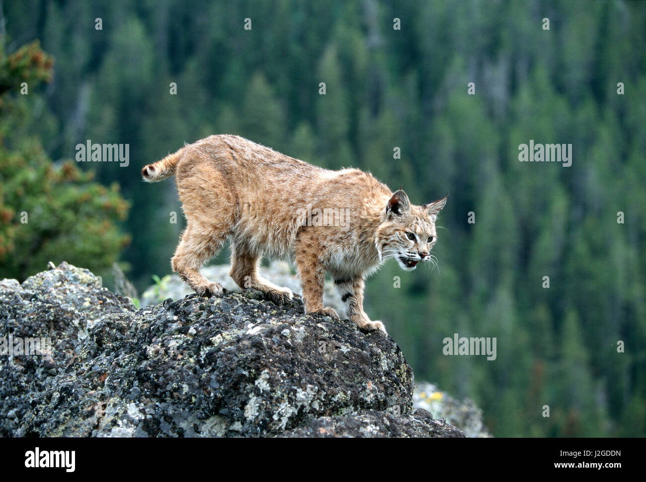 Bobcat (Lynx rufus) preparing to jump, Montana Stock Photo