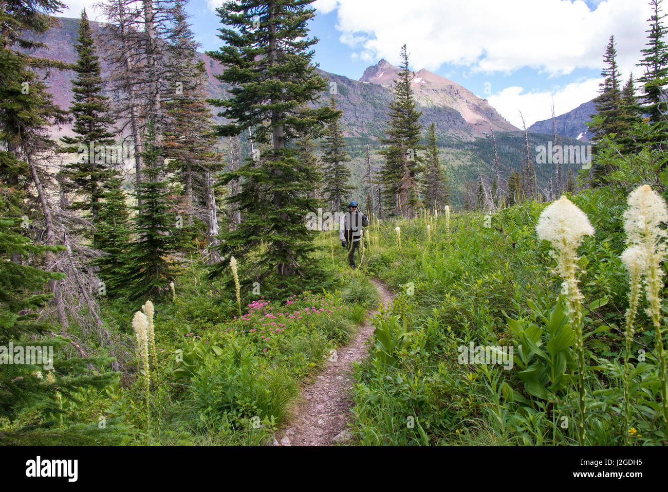 US, MT, Glacier National Park. Hiker in Two Medicine area. bear grass lined trail to Cobalt Lake. (MR) Stock Photo