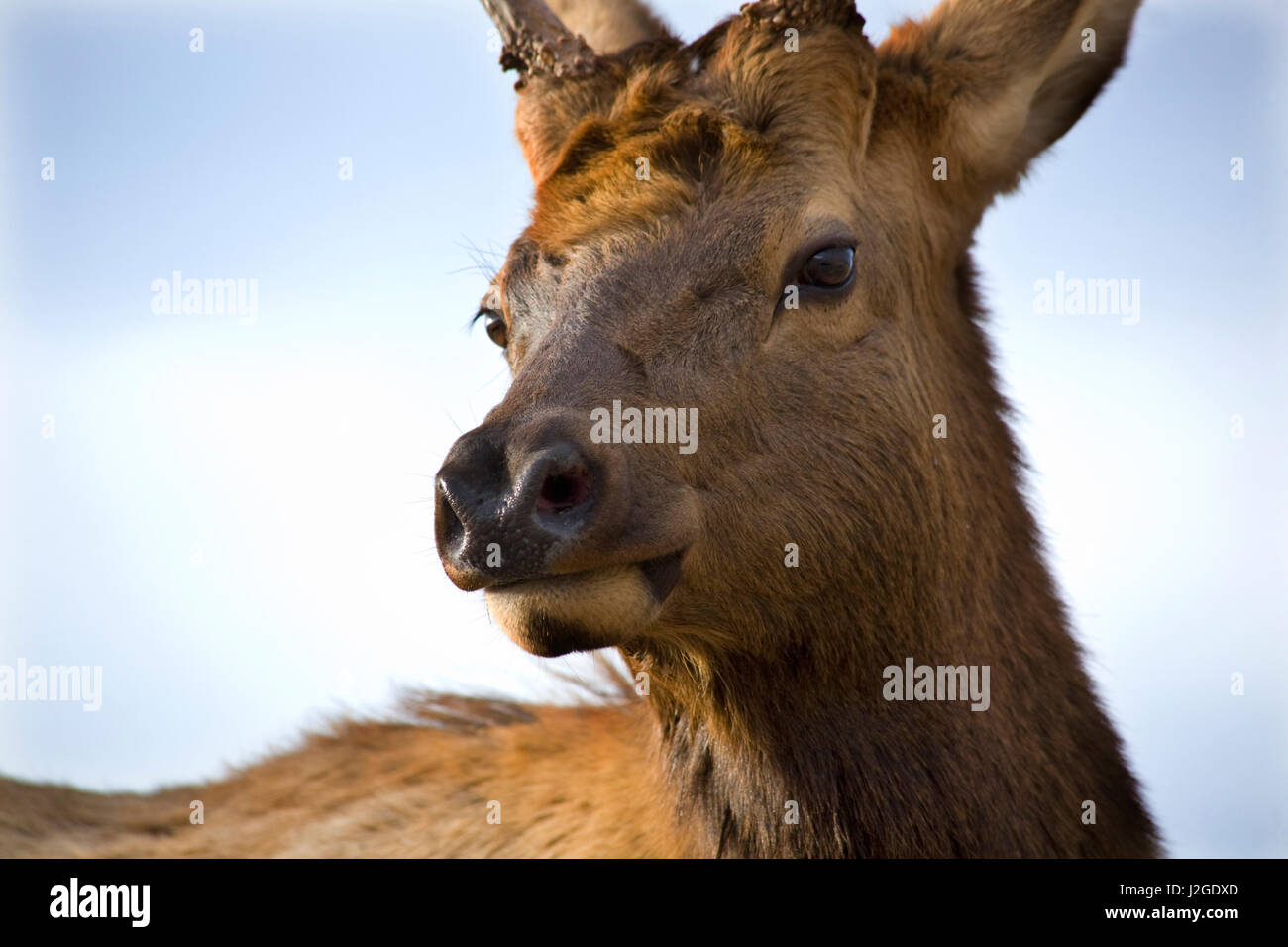 Young male elk with horns, National Bison Range, Charlo, Montana Stock Photo