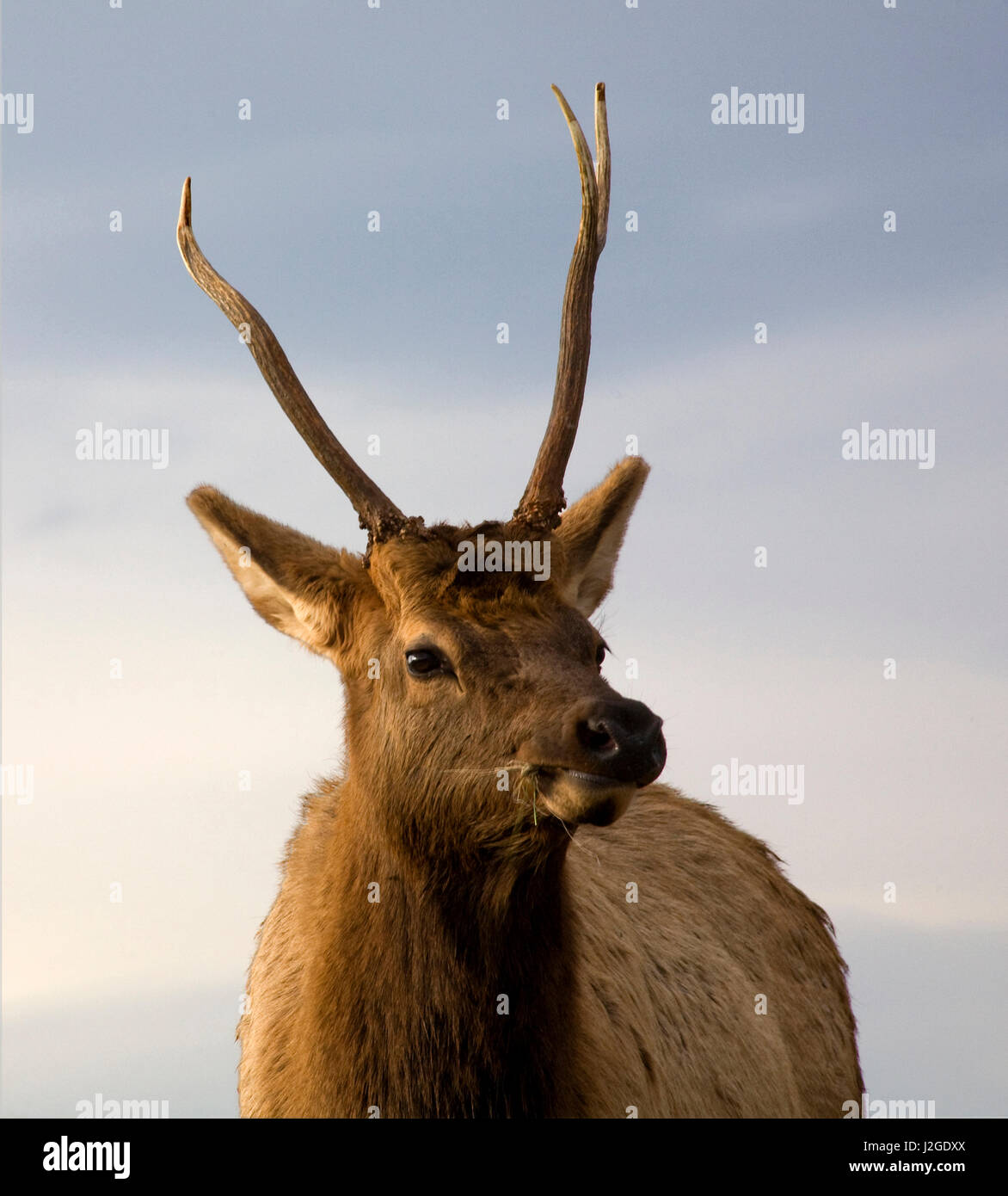Young male elk with horns Close-Up Looking At You, National Bison Range, Charlo, Montana Stock Photo