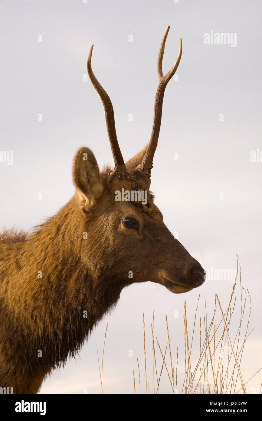 Young male elk with horns, National Bison Range, Charlo, Montana Stock Photo