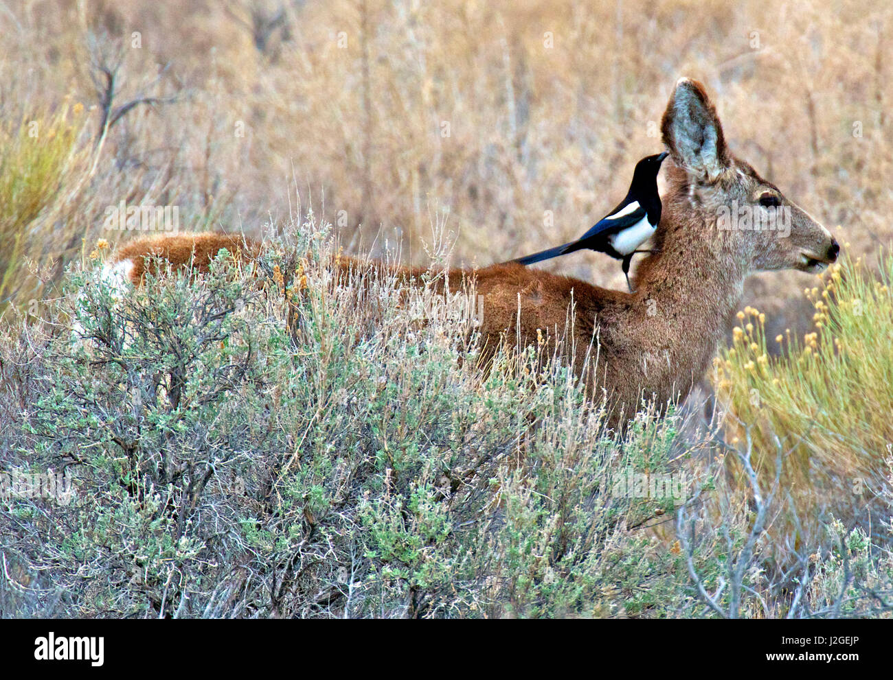 In a symbiotic relationship a mule deer doe provides a source of 