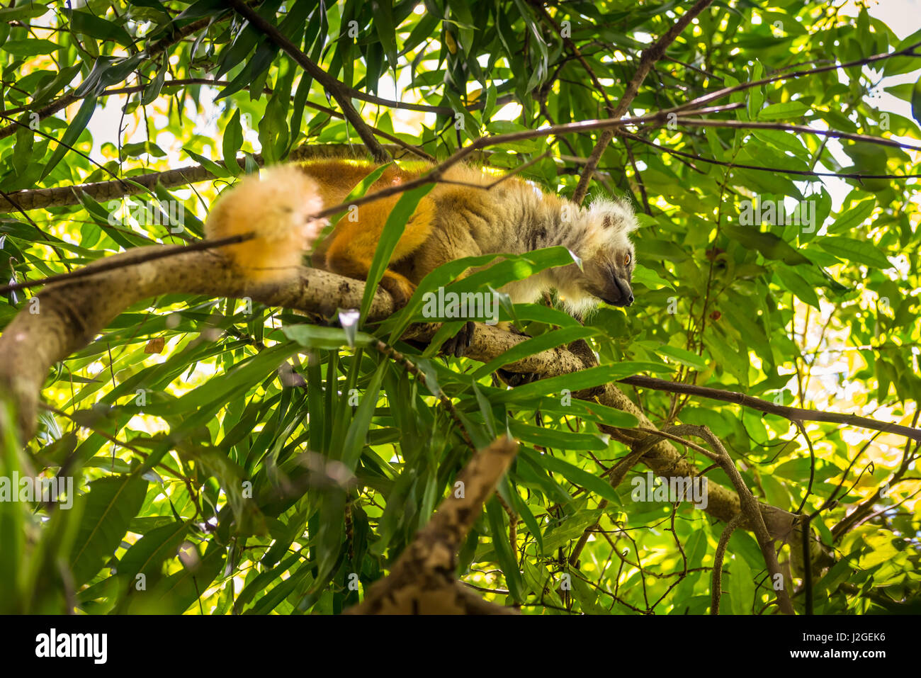 Lemur in their natural habitat, Lokobe Strict Nature Reserve in Nosy Be, Madagascar, Africa Stock Photo