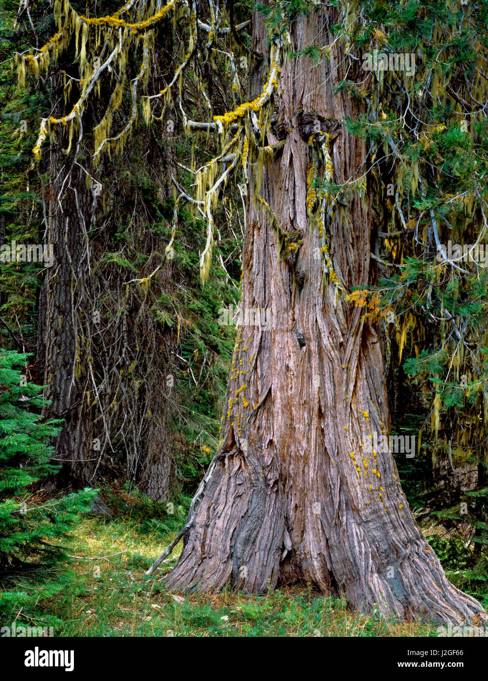 USA, Oregon, RogueUmpqua Divide Wilderness. Incense cedar tree. Credit