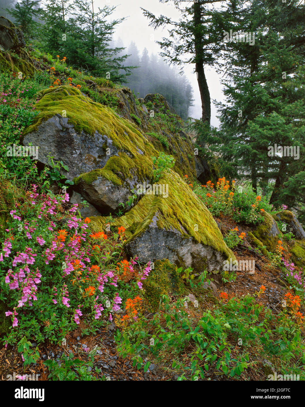 USA, Oregon, Mt. Hood National Forest. Hillside of trees and ...