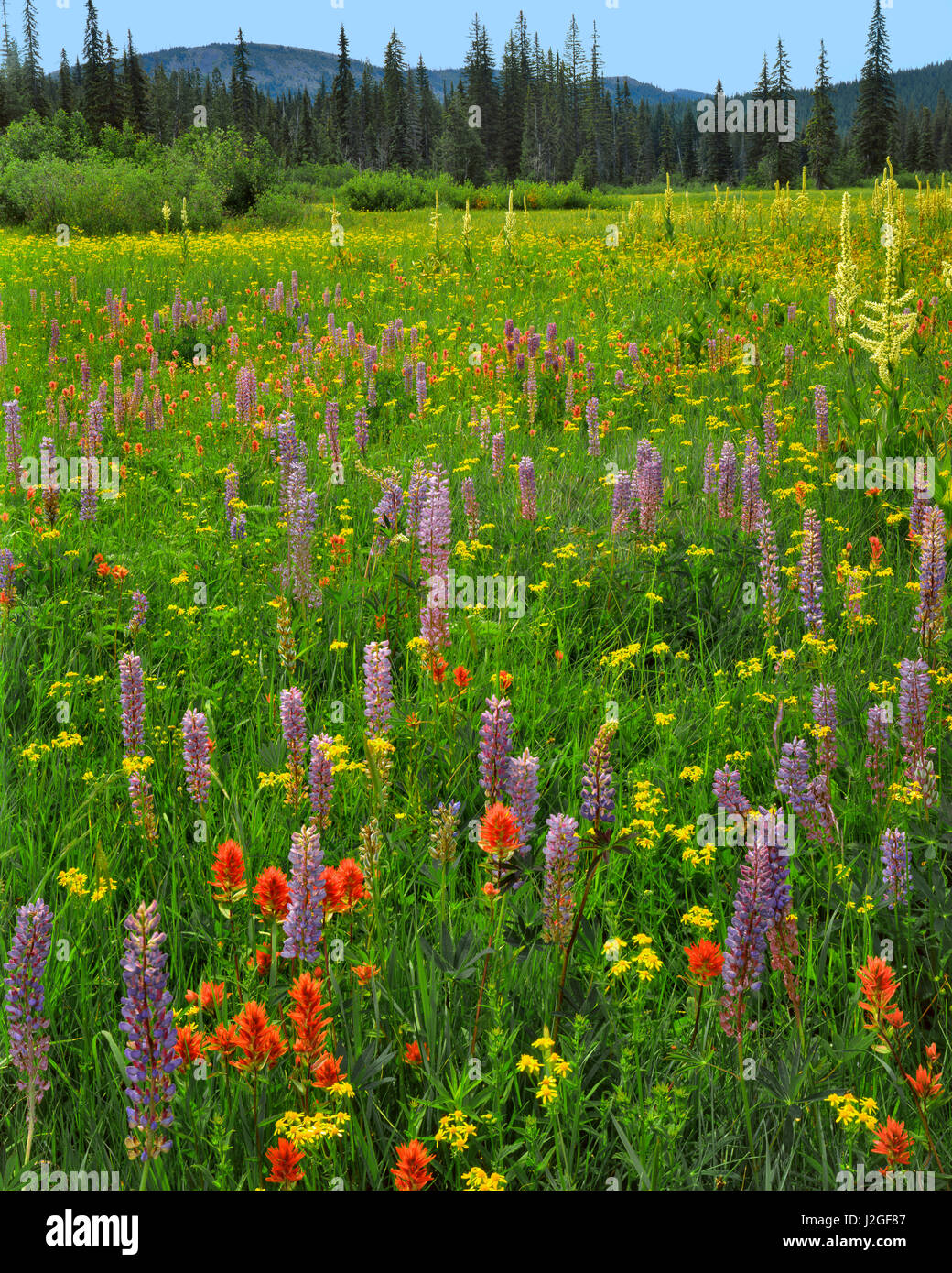 USA, Oregon, Mount Hood National Forest. Wildflowers in Summit Meadow