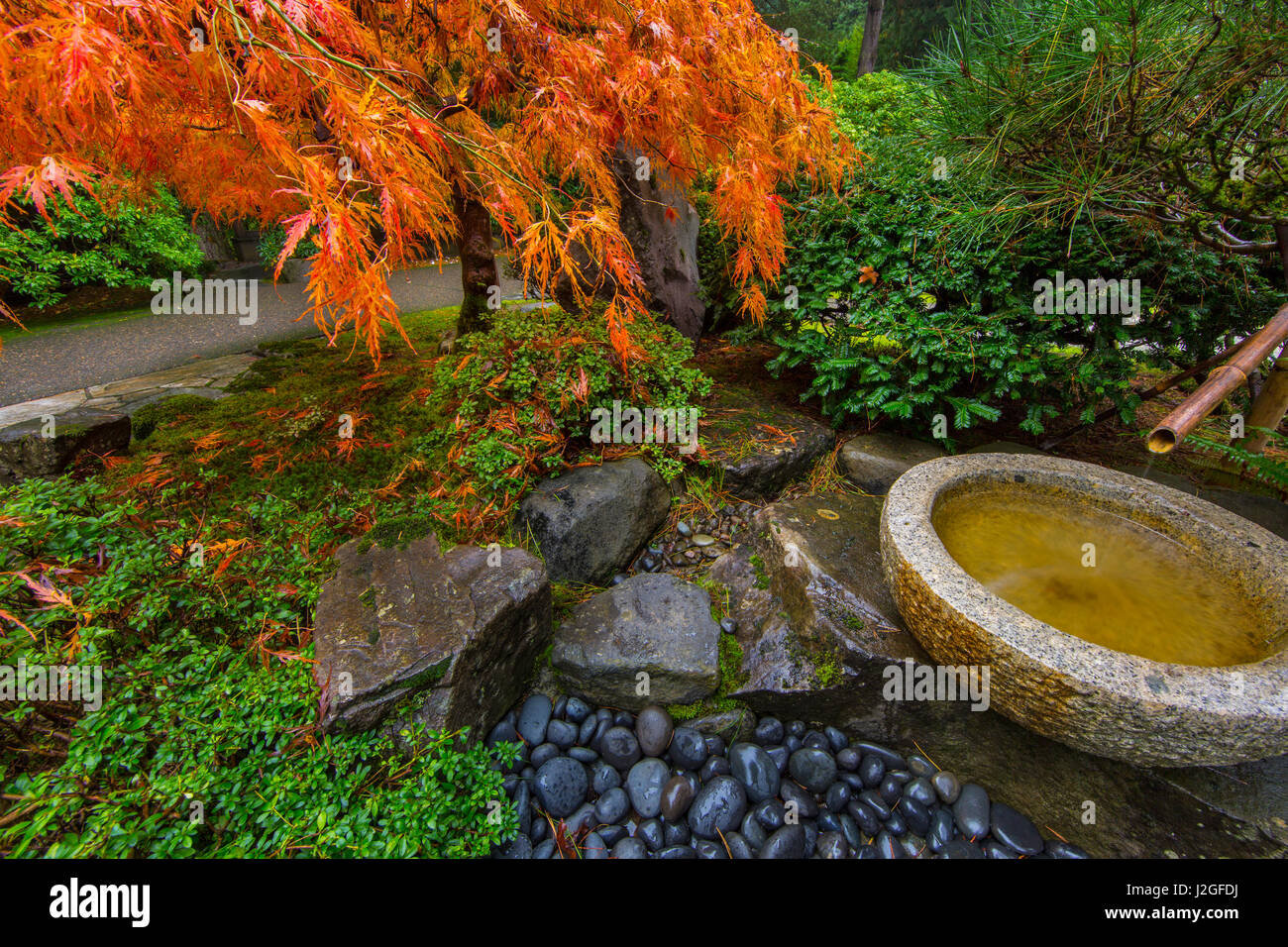 Japanese maple tree in autumn color at the Japanese Gardens in Portland,  Oregon, USA Stock Photo - Alamy, image size:1300x956
