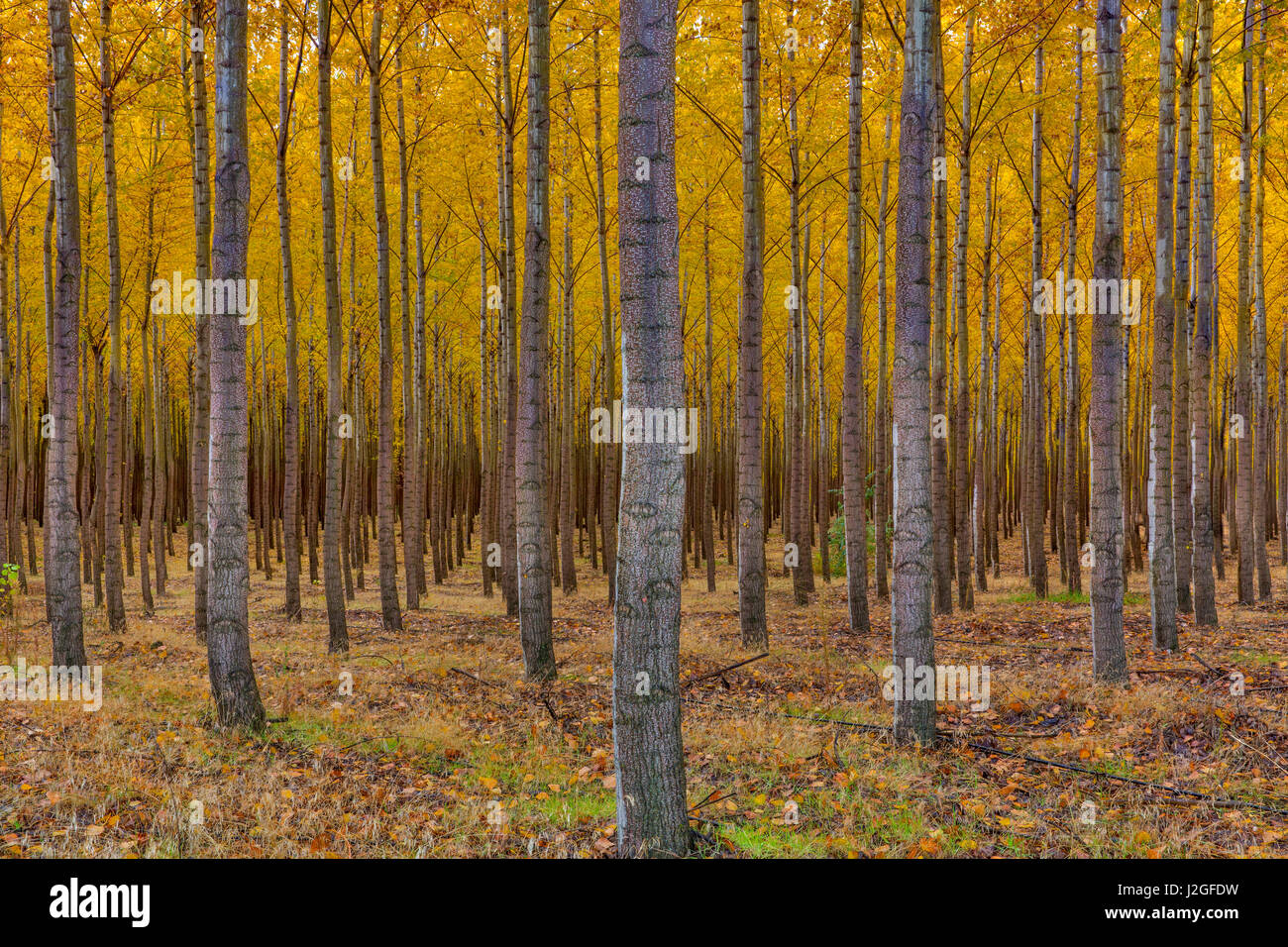 Pacific Albus trees in orderly fashion at a tree farm near Hermiston