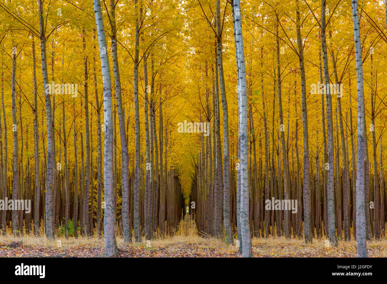 Pacific Albus trees in orderly fashion at a tree farm near Hermiston