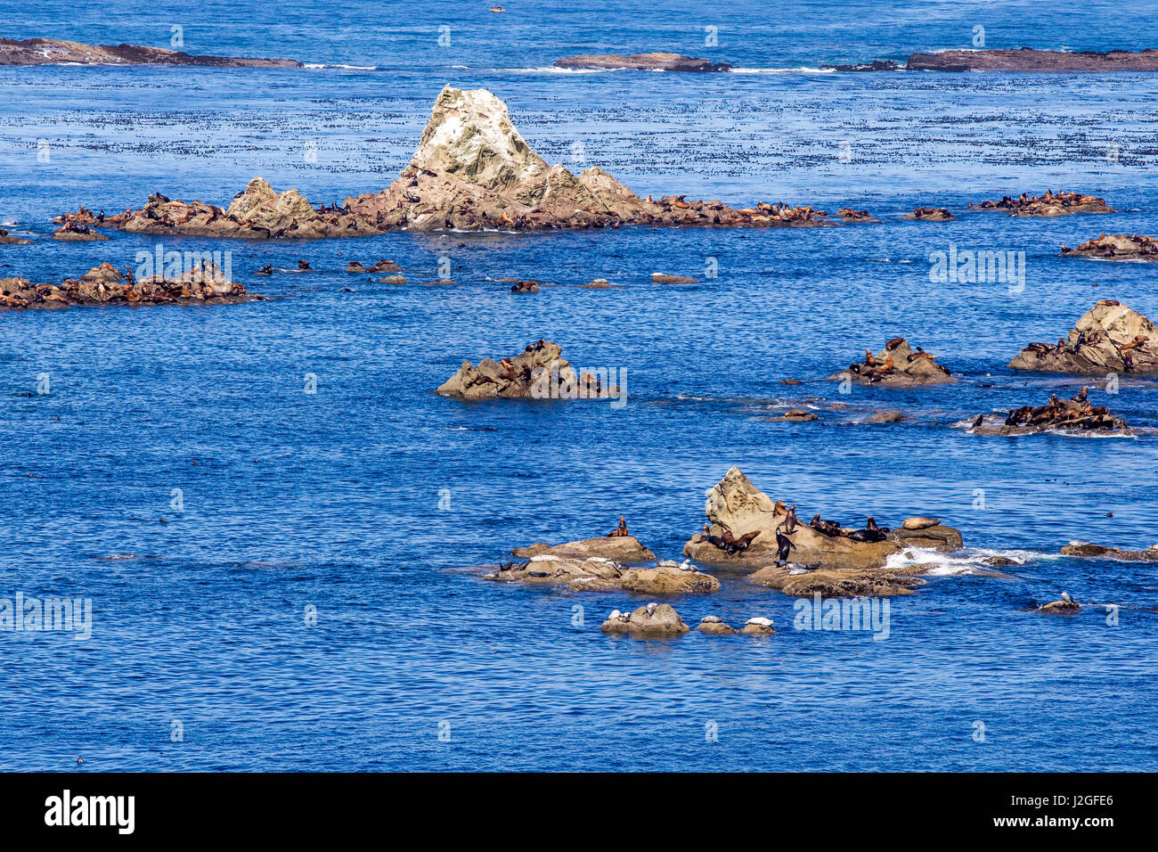 Seals and sea lions gather at Simpson Reef near Coos Bay, Oregon, USA Stock Photo Alamy
