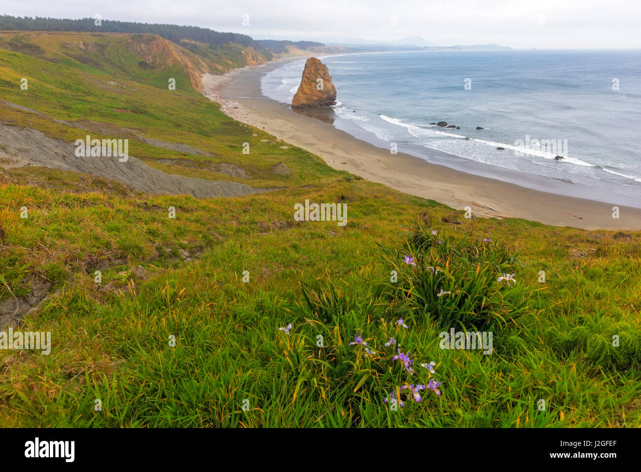 Wild iris and Needle Rock at Cape Blanco State Park near Port Orford